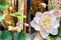 Mê mẩn căn hộ ngập sắc sen của BTV Hoàng Trang 