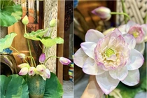 Mê mẩn căn hộ ngập sắc sen của BTV Hoàng Trang 