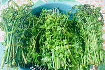 Rau dại bất ngờ hóa đặc sản 200.000 đồng/kg hút dân phố 