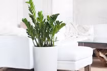 4 loại cây đặt phòng khách hút tài lộc cực nhiều