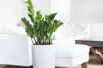 4 loại cây đặt phòng khách hút tài lộc cực nhiều