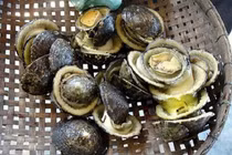 Loại ốc nghe tên "ngượng đỏ mặt" 300.000 đồng/kg hút khách