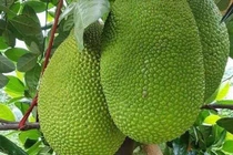 Giá mít tăng mạnh nhờ nhu cầu xuất khẩu