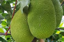 Giá mít tăng mạnh nhờ nhu cầu xuất khẩu