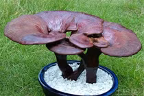 "Sững sờ" nấm linh chi bonsai độc lạ đắt ngang xe máy 