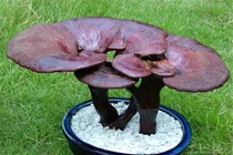"Sững sờ" nấm linh chi bonsai độc lạ đắt ngang xe máy 