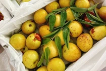 350.000 đồng/kg, hồng táo tươi đầu mùa vẫn đắt khách