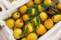 350.000 đồng/kg, hồng táo tươi đầu mùa vẫn đắt khách