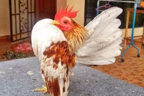 Giống gà quý tộc trăm triệu đồng một con đặc biệt cỡ nào?