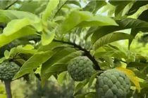 Nhà vườn ngập tràn hoa trái tại Mỹ của nghệ sĩ Hoài Linh