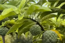 Nhà vườn ngập tràn hoa trái tại Mỹ của nghệ sĩ Hoài Linh