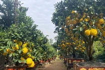 Bưởi Diễn về TP HCM sớm, giá tăng cao hơn năm ngoái 