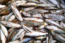 Loài cá xưa "cho không ai lấy" thành đặc sản đắt giá