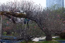 Đào cổ thụ đổ bộ Hà Nội đón Tết Nguyên đán 2026