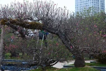 Đào cổ thụ đổ bộ Hà Nội đón Tết Nguyên đán 2026