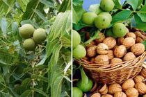 Loại quả "tốt nhất thế giới" trồng ở Việt Nam giá 200.000 đồng/kg