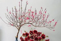 Đào mini hút khách cận Tết, giá chỉ từ 50.000 đồng/cành