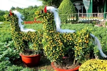 Cây cảnh hình ngựa độc đáo gây sốt thị trường Tết Bính Ngọ 2026
