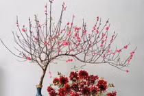 Đào mini hút khách cận Tết, giá chỉ từ 50.000 đồng/cành