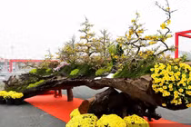 Ngắm mai vàng gần 800 triệu chào Tết Bính Ngọ 2026