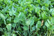 Rau dại mọc bờ mương bỗng hoá đặc sản lạ được săn lùng