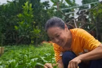 Bên trong khu vườn 3.000m2 của diễn viên Tú Oanh 