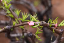 Làng đào Nhật Tân hối hả thu hồi cây chuẩn bị cho mùa Tết năm sau