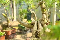 Biến gốc tre xù xì thành bonsai tiền triệu