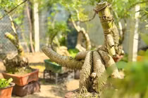 Biến gốc tre xù xì thành bonsai tiền triệu