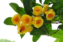 Bật mí thức uống "quý như vàng" 20 triệu đồng/kg tại Việt Nam 