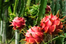 4 loại quả rớt giá xôn xao thị trường Việt 2025 