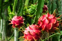 4 loại quả rớt giá xôn xao thị trường Việt 2025 