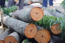 Loại gỗ xưa dành cho vua chúa nay chục tỷ mỗi khúc 