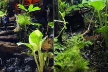 Ngắm căn nhà ngập sắc xanh của mẹ đơn thân Elly Trần