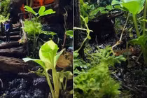 Ngắm căn nhà ngập sắc xanh của mẹ đơn thân Elly Trần