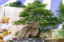 Bonsai bằng lăng xoay tự động đạt kỷ lục Việt Nam