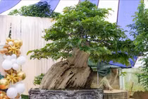 Bonsai bằng lăng xoay tự động đạt kỷ lục Việt Nam