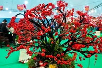 Đào đông đỏ nhập khẩu rực rỡ đón Tết Bính Ngọ 2026