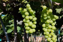 Nho cảnh tiền triệu hút khách dịp Tết Bính Ngọ 2026