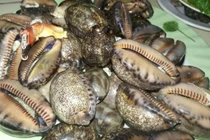 Loài ốc xưa không ai ăn nay 150.000 đồng/kg hút khách 