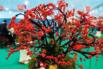 Đào đông đỏ nhập khẩu rực rỡ đón Tết Bính Ngọ 2026