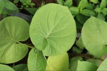 Loại lá mọc bờ bụi nay 150.000 đồng/kg vẫn đắt khách 