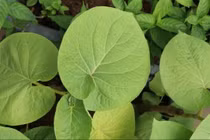 Loại lá mọc bờ bụi nay 150.000 đồng/kg vẫn đắt khách 