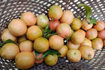 Quả rừng xưa không ai ngó nay thành đặc sản phố lùng mua