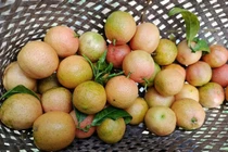 Quả rừng xưa không ai ngó nay thành đặc sản phố lùng mua