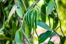 Loại cây được ví như "vàng đen", cho quả tới 20 triệu/kg