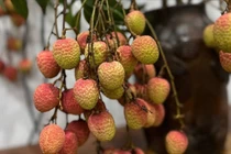 Vừa xuất hiện, cành vải cắm bình đã "gây sốt" thị trường