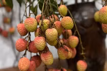 Vừa xuất hiện, cành vải cắm bình đã "gây sốt" thị trường