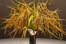 Cận cảnh không gian sống đẳng cấp của BTV Ngọc Trinh