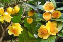 Từ cây dại đến loài hoa vài chục triệu đồng/kg